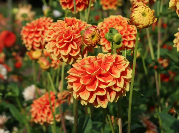 Les architectes modernes qui font le design de maisons aujourd'hui